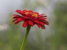 Usa-Washington State. Snoqualmie Valley-common Zinnia close-up Art Print